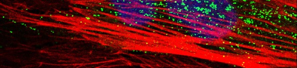 Microscopic image of cells