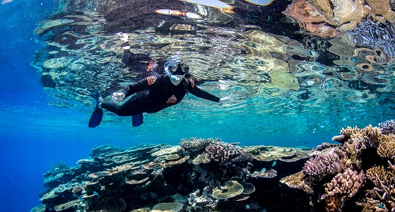 A snorkeler exploring the exceptional coral gardens at John Brewer Reef, September 2020. Image by Matt Curnock, CSIRO.