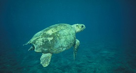 Plants and animals, like this loggerhead turtle, shed eDNA into seawater. It can be used to detect and monitor species. © Commonwealth of Australia Great Barrier Reef Marine Park Authority