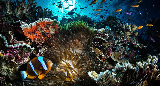 close up of reef with clown fish in the foreground