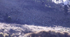 seedlings planted on a hillside in shadow