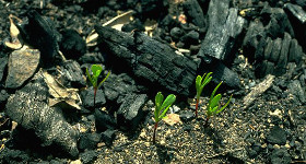seedlings sprouting from burnt ground