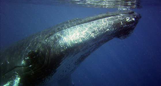 a southern right whale coming up from the deep blue to touch the water's surface