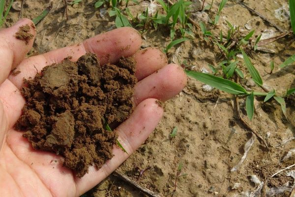 Person's hand holding soil