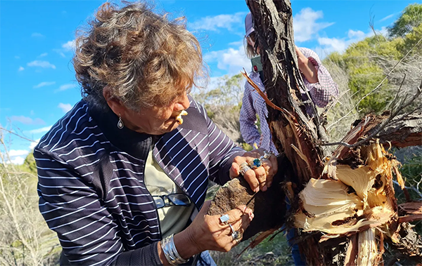 Gail Yorkshire harvesting then holding bardi (genus Endoxyla) she has removed from the tree to eat.