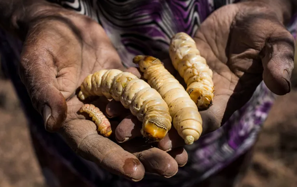 A pair of hands holding out witjuti grubs towards the camera