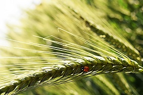 A ladybug on wheat.