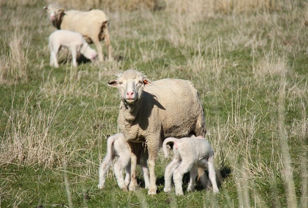 A ewe with two lambs