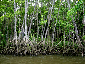 Mangroves