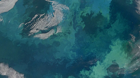 Phytoplankton bloom in the Barents Sea
