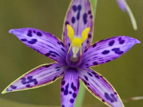 Queen of Sheba orchid