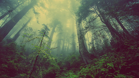 Misty forest