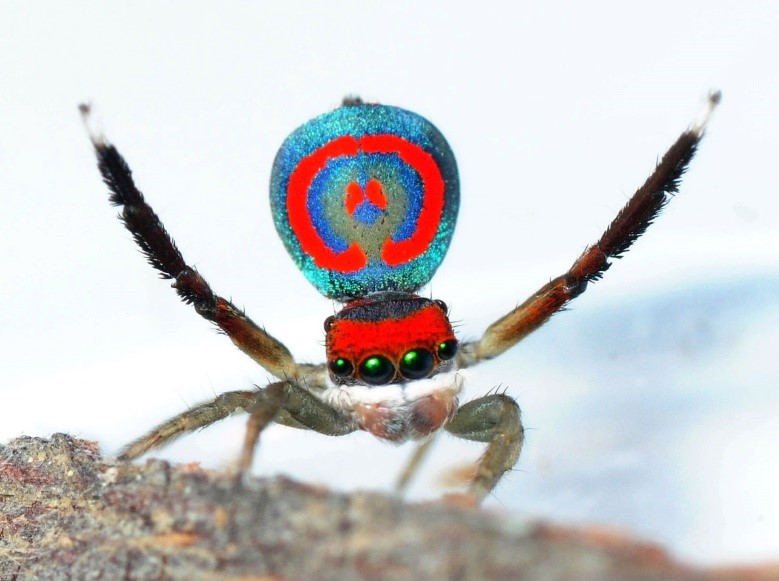 Maratus rainbowi