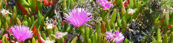 Pink flowers and succulent leaves of native pigface, Carpobrotus glaucescens.