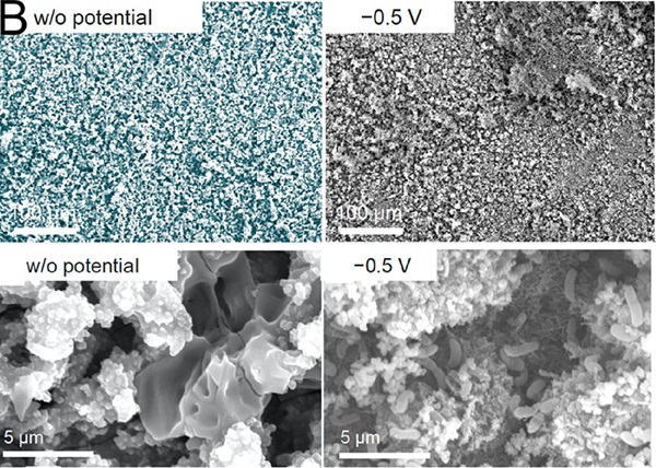 Four electron micrograph images of corrosion on the surface of underwater pipes - they look like a gravel surface.