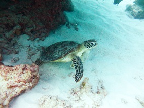 Marine sea turtle, swimming underwater.