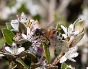 A honey bee sitting on a white native flower.