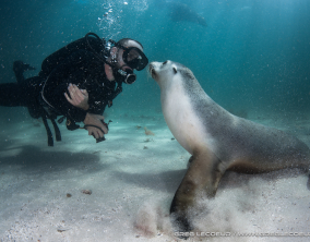 A person in scuba diving gear is underwater, looking into the eyes of a sea lion that is looking back at the person's face.