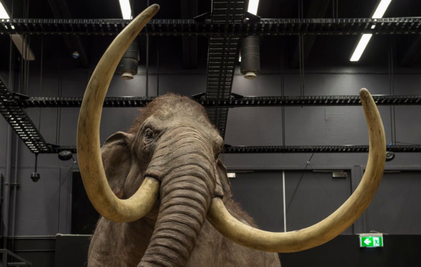 Front view of the head of a mammoth with two very large curled tusks 