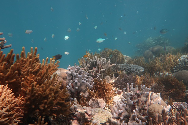 An underwater image of coral and lots of fish.