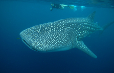 A whale shark underwater with a scuba diver swimming above at the surface of the sea.