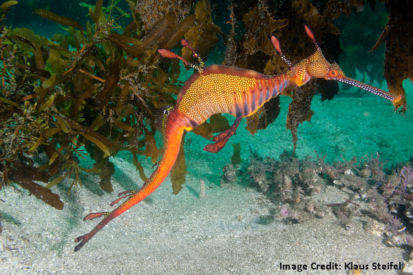 A bright orange seahorse swimming with olive green algae behind and white sand sea floor.