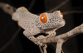 Gecko