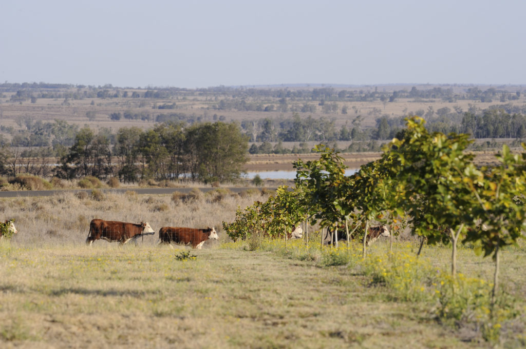 Cows in field