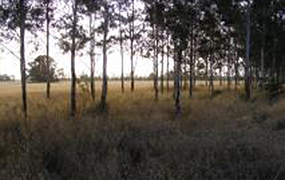 Trees Pasture Crops