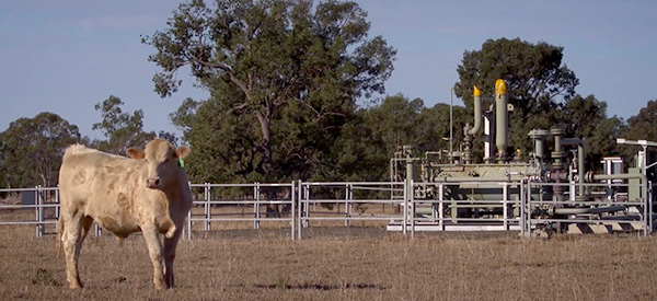 Cow standing in a paddock next to a fenced gaswell. 