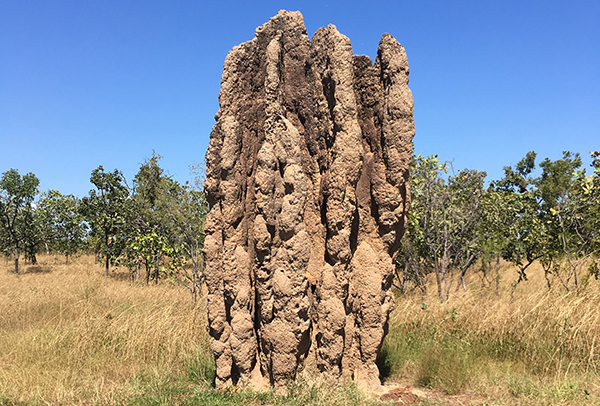 Termite mound, Northern Territory