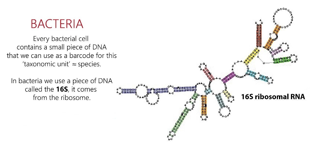 Diagram showing part of profiling for microbes