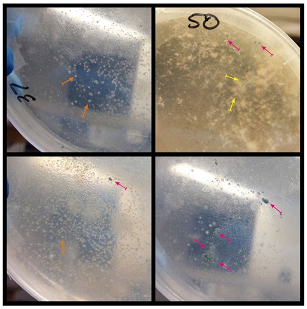 Photos of microbial growth on plates with target chemicals
