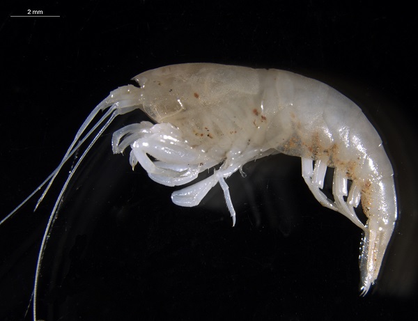 Stygofauna apex predator - shrimp