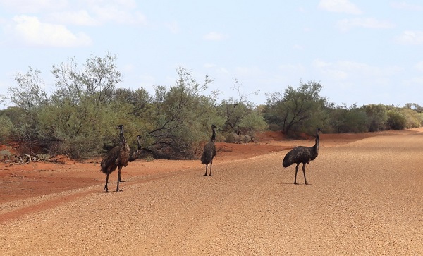 emus on the road