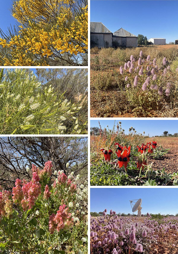 Collection of images of wildflowers around Murchison
