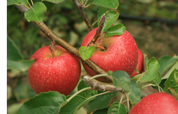 Apples on a branch