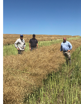 Pictured with a windrow of canola are from left to right, John Kirkegaard, CSIRO Agriculture and Food; James Cheetham, Delta Agriculture; Peter Brooks, Princess Pastoral Co.