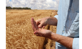 A farmer's hands in close-up in front of a grain field