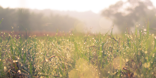 dewy grass at dawn