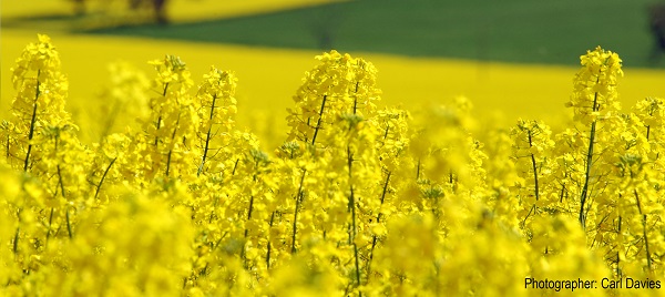 Canola