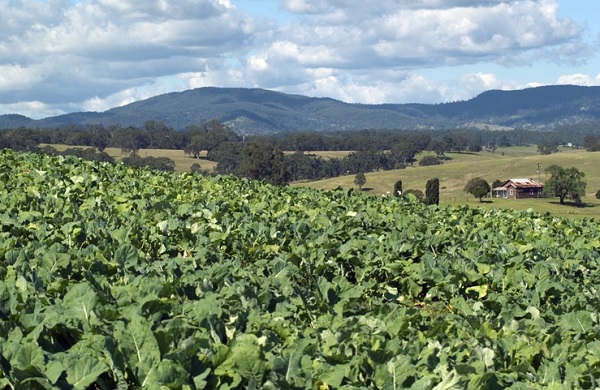 Brassica Crop