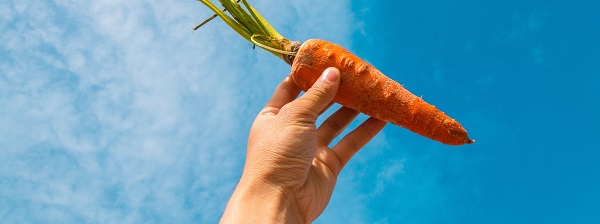 Carrot held by hand to the sky