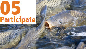 Image of carp.