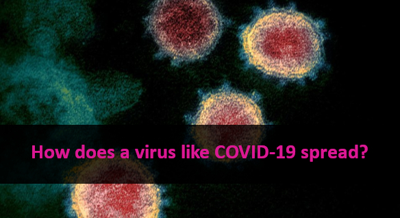 Electron micrograph of SARS-CoV-2 virions with visible coronae