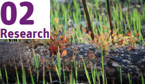 plants sprouting from a burned tree log on the ground