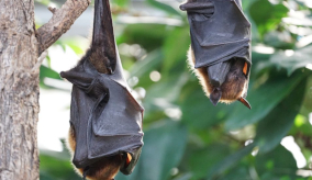 two bats hanging upside down from a tree