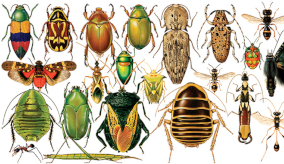 Illustration of bugs