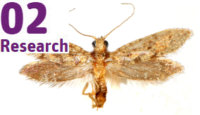 adult kauri moth specimen