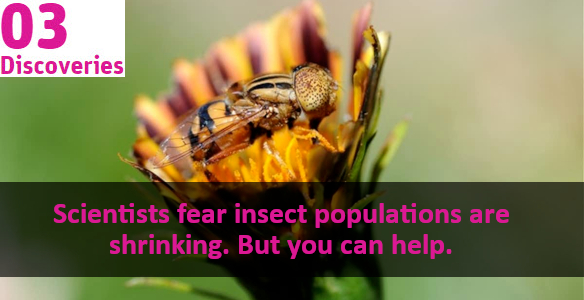orange and black insect on a flower and the words scientits fear insect populations are shrinking but you can help